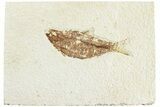 Fossil Fish (Knightia) - Wyoming #224527-1